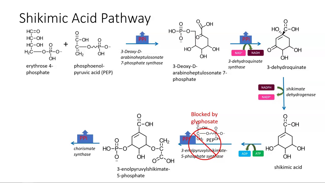 Shikimic acid pathway