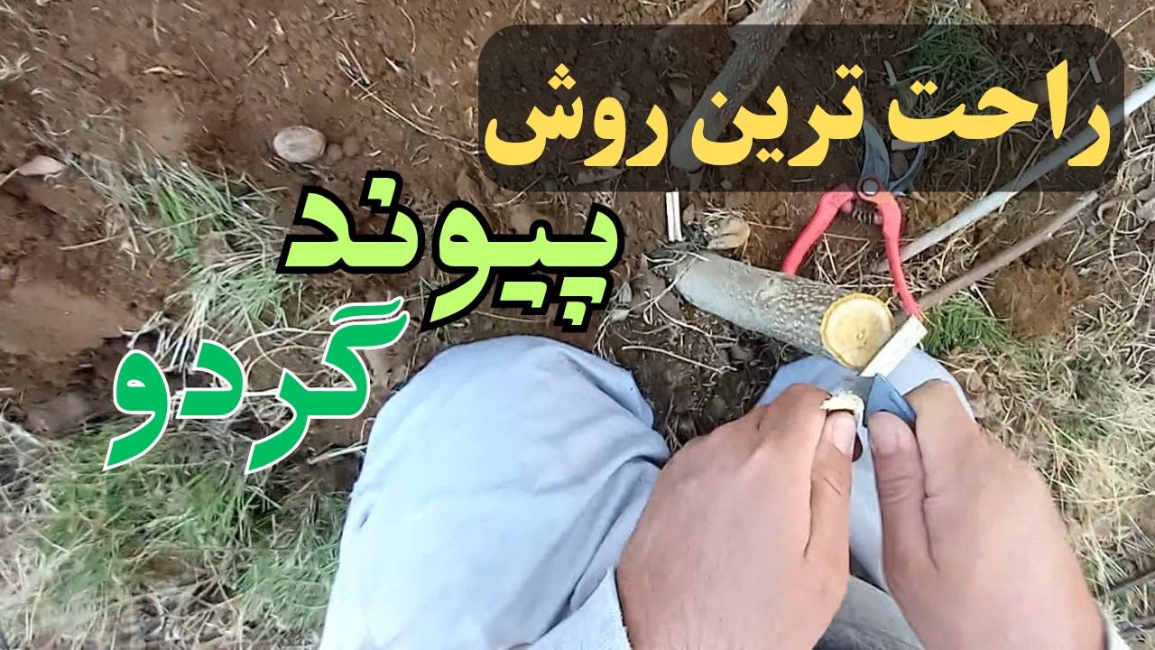 صفر تا صد پیوند درخت گردو: آموزش تصویری و گام به گام (به زبان ساده)