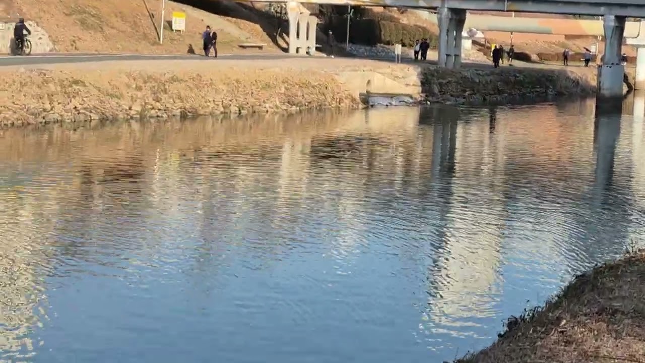 온천천 민물가마우치 물고기 사냥