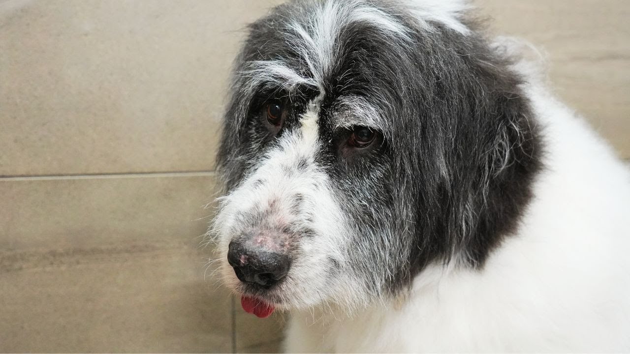 Challenging Grooming Session: Transforming a Reluctant Caucasian Shepherd