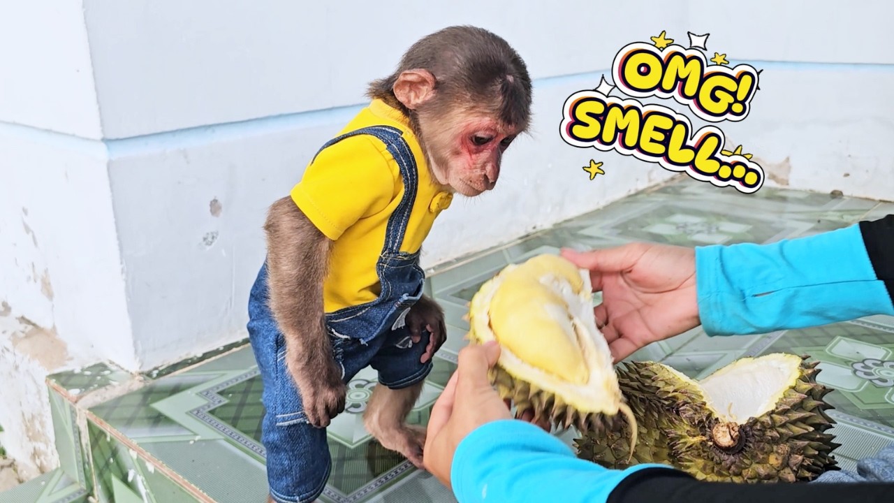 Smelly Surprise! SU's Hilarious Reaction to Try Durian for First Time!