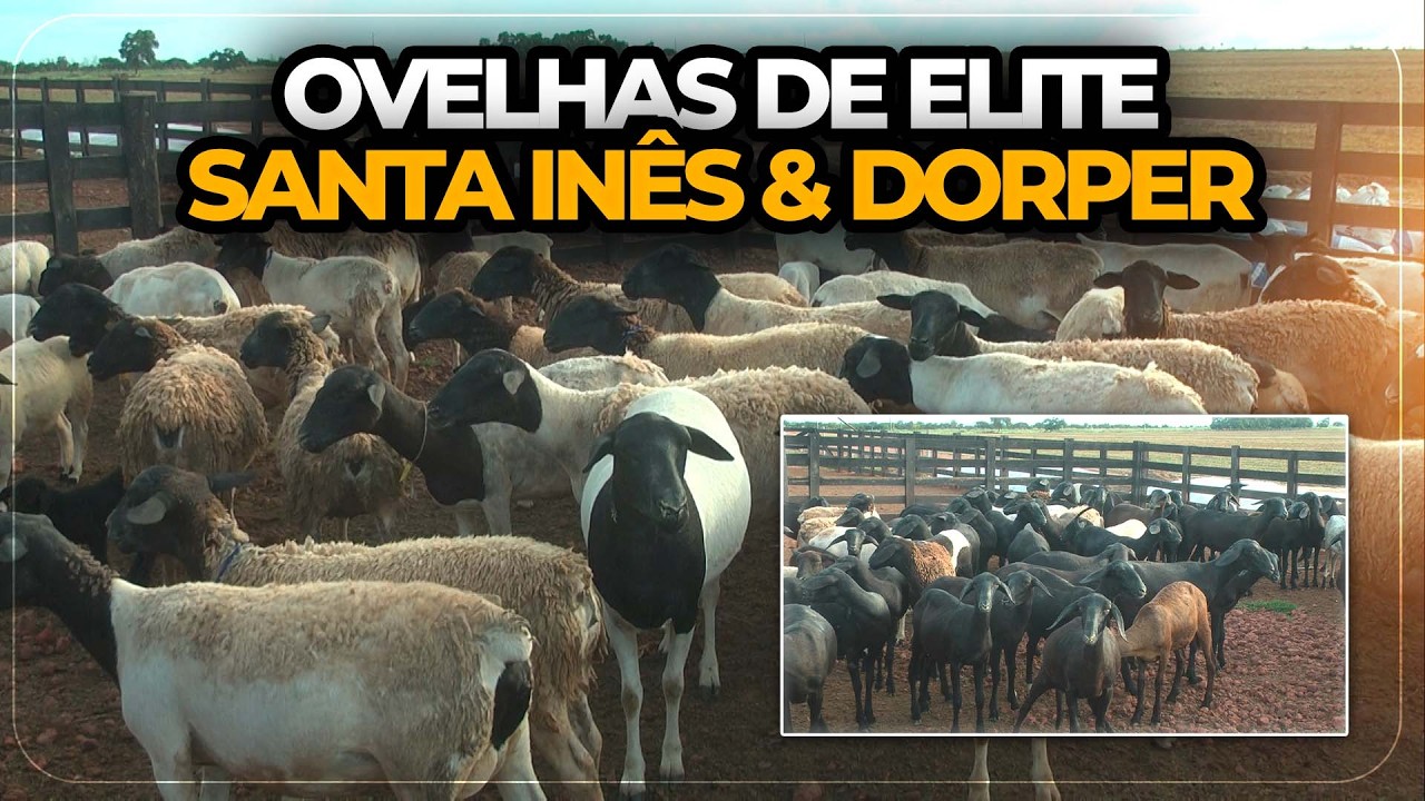 CRIAÇÃO DE OVINOS DE CORTE COM SILAGEM DE MILHO E PASTAGEM