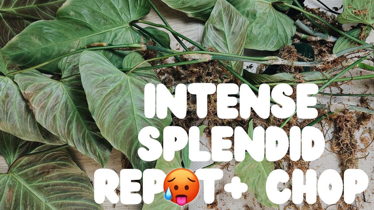 chopping and repotting a massive philodendron splendid 🫣