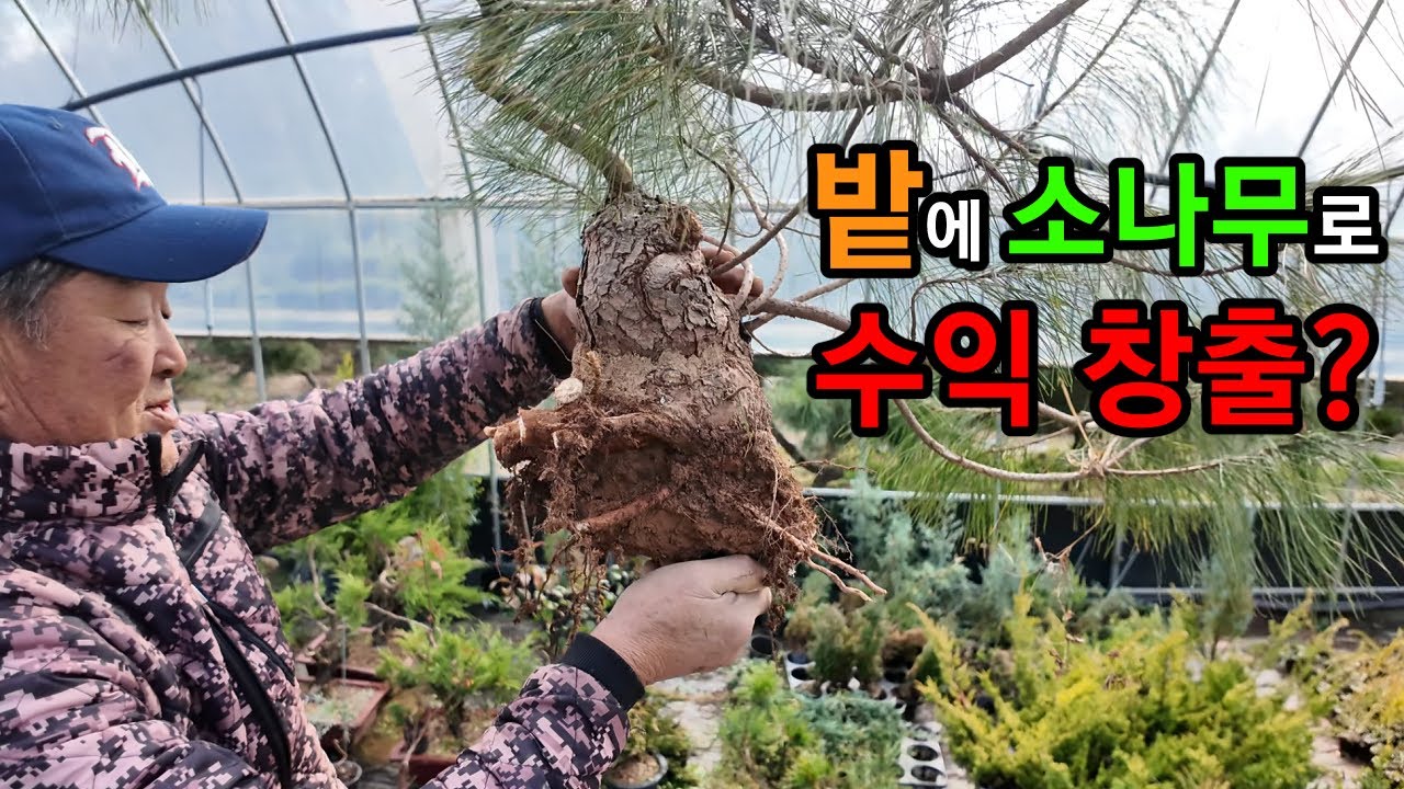 밭에서 기른 소나무 캐서 화분에 옮기는 방법! #소나무 #분재 #소재목