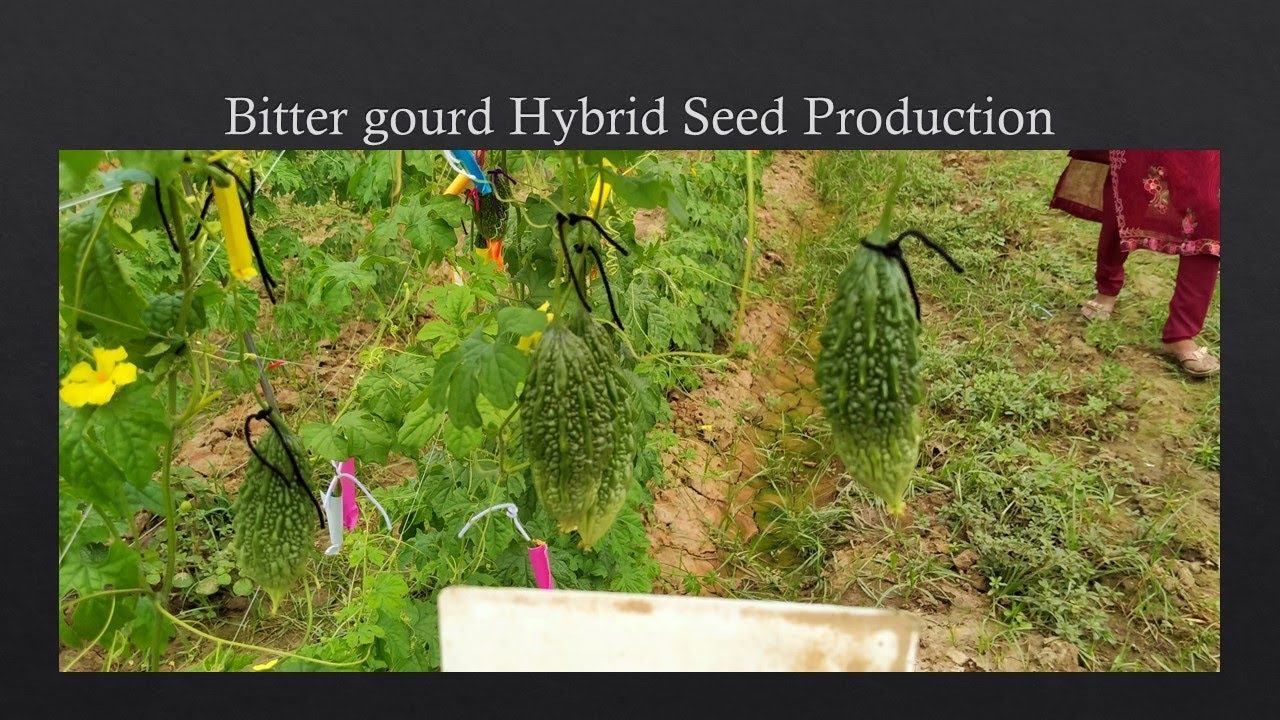 BITTERGOURD HYBRID SEED PRODUCTION