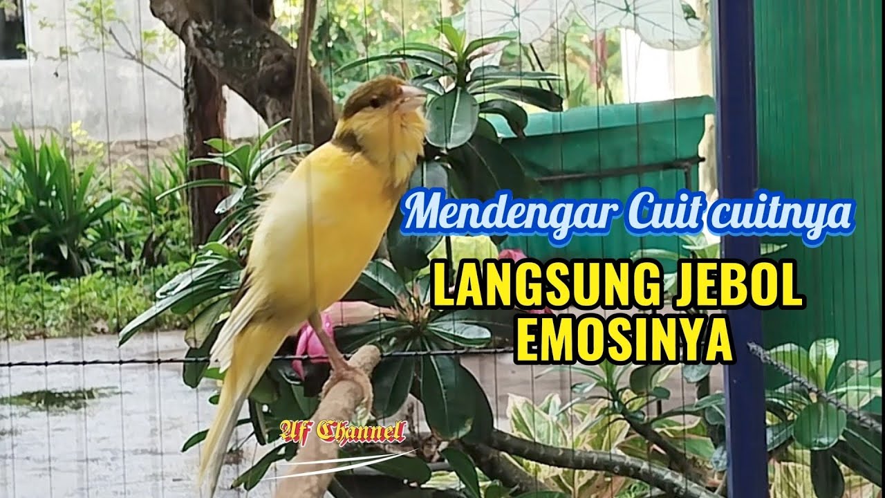 KENARI PAUD GACOR CUIT CUIT MENCARI LAWAN BIKIN EMOSI |61| COCOK BUAT PANCINGAN KENARI BELAJAR BUNYI