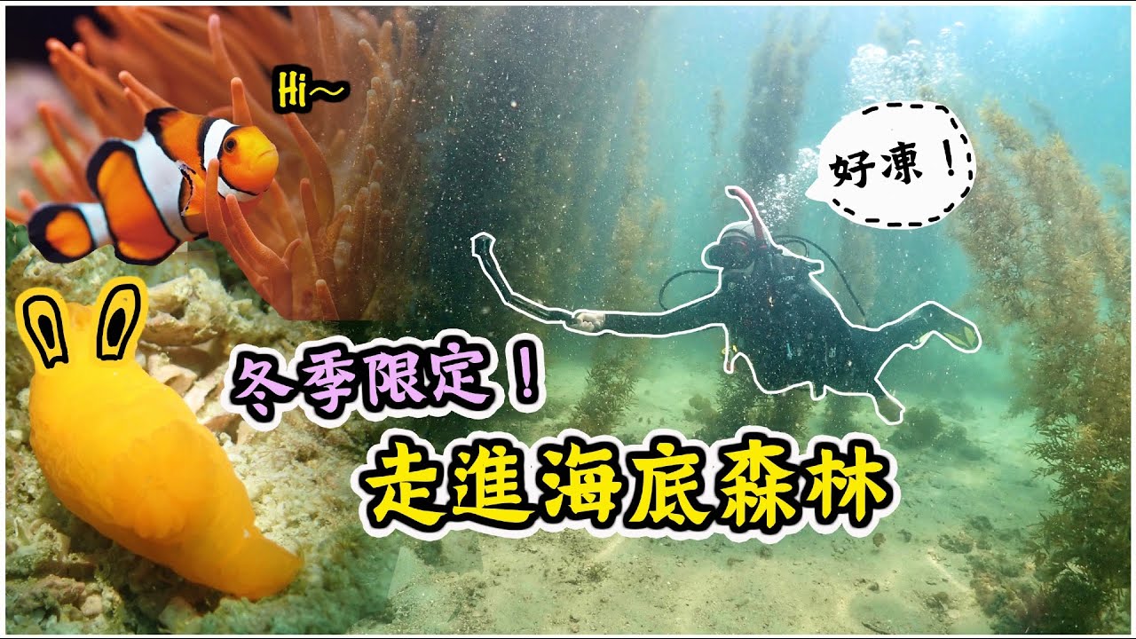 【凍死！】遇見鯊魚骨！快消失的香港海底森林｜馬尾藻 海兔 香港潛水 dailydive