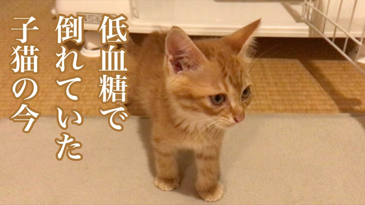 低血糖で倒れていた子猫の今／今年もありがとうございました