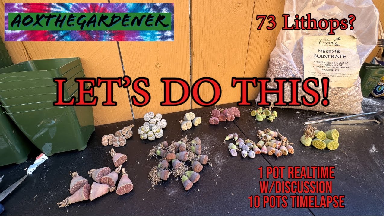 Aox Pots Up 73 Bare Root Lithops! 💚 (One pot real-time, Ten more time lapse!)