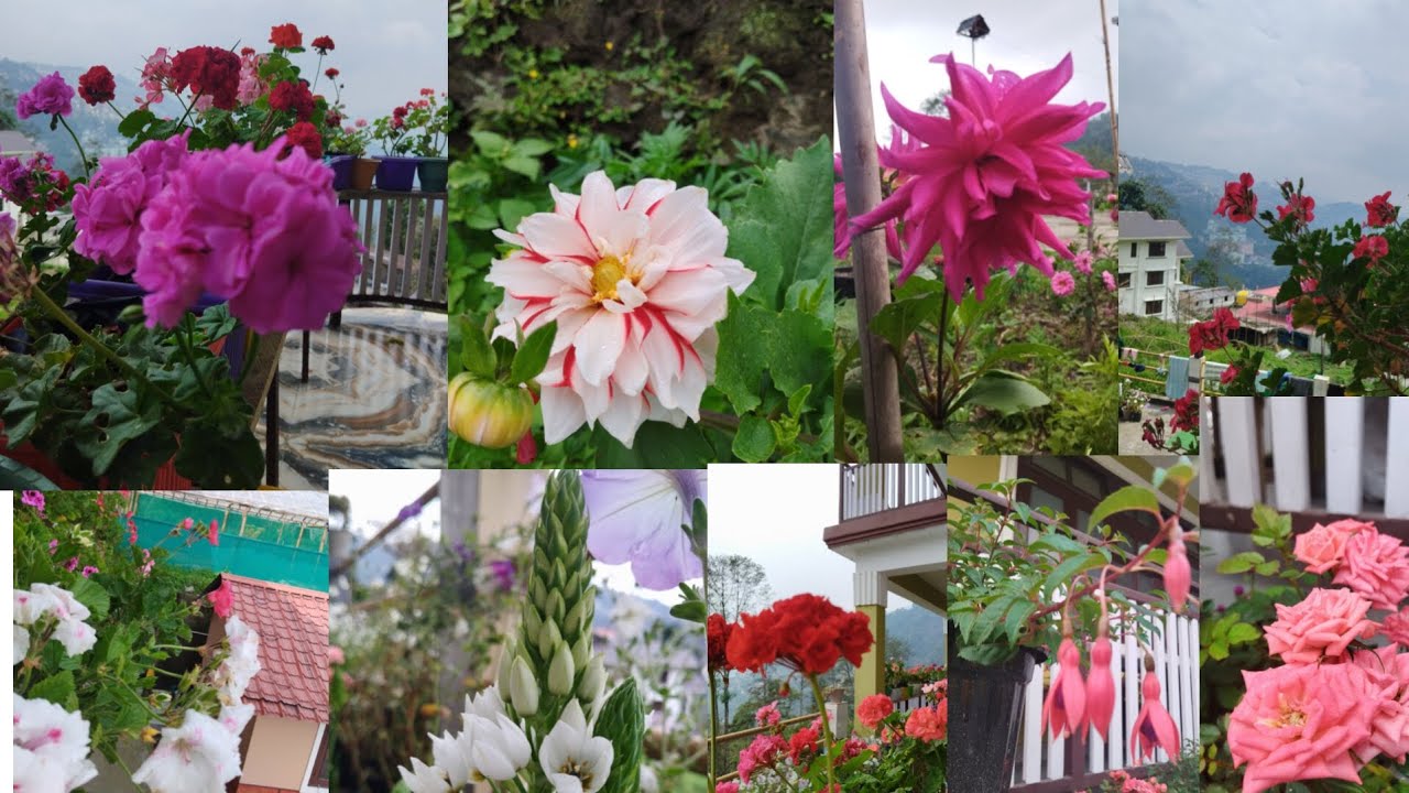 Overall views of my home garden (May 2025 update)