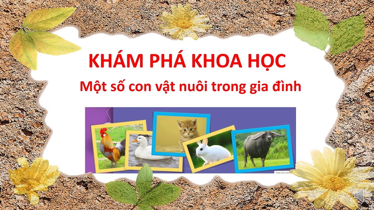 Khám phá một số con vật nuôi trong gia đình/Gia cầm,gia súc/Discover some family pets