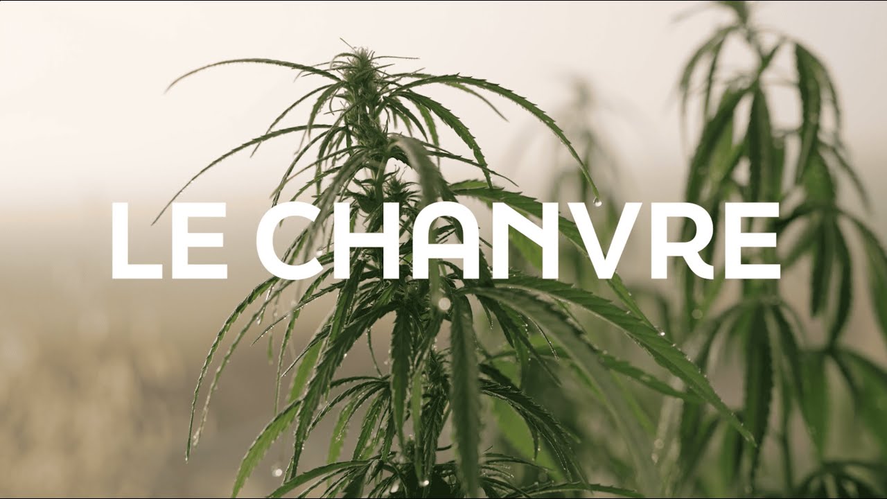 Le chanvre, une filière d’avenir | Interchanvre