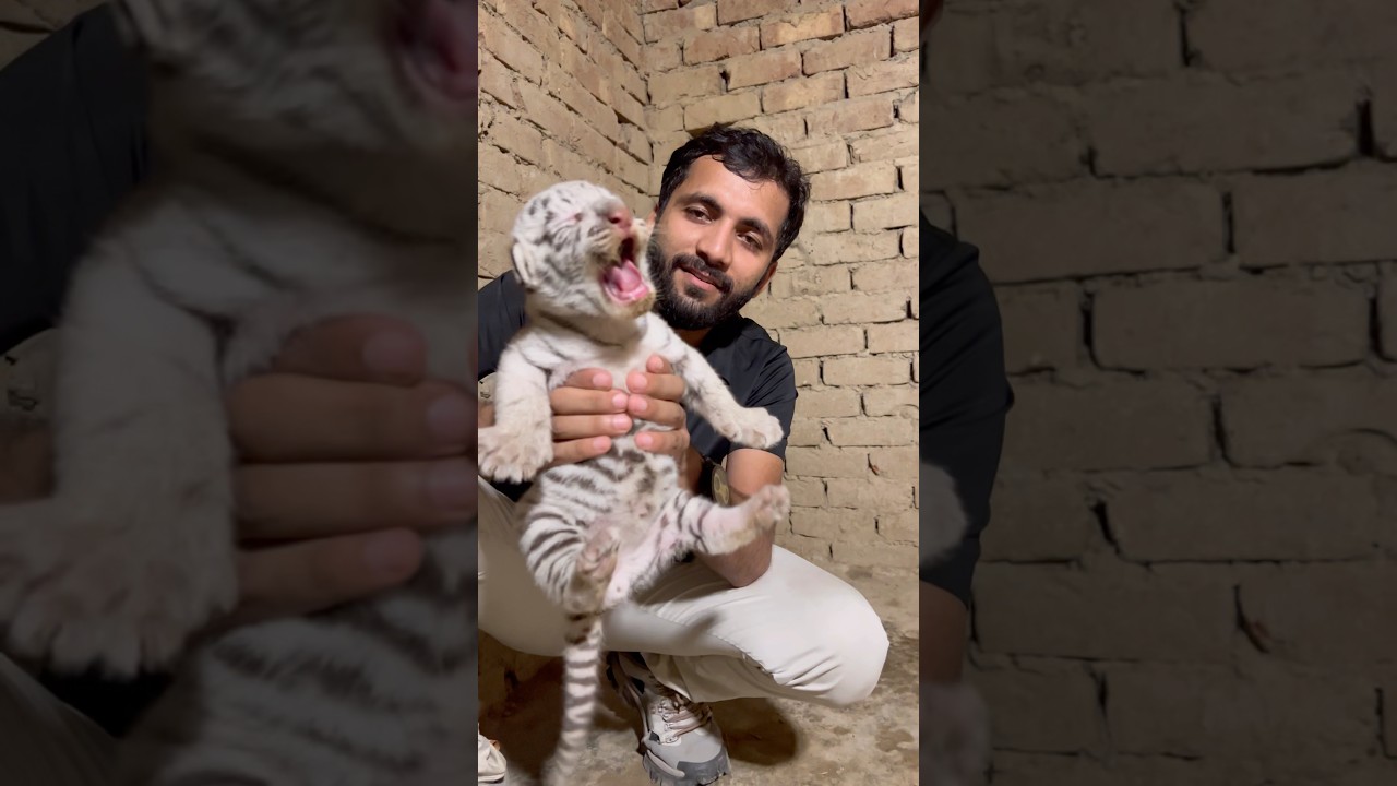 Episode 944: Hungry white tiger cub missing mom 🐯😍