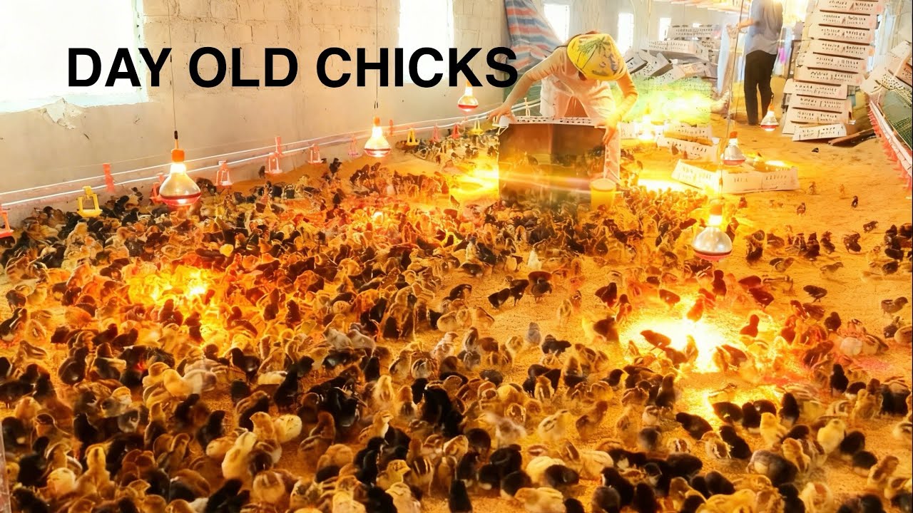 How to Raise Broiler Chicks | Day Old Chick Setup | First Feed and Water - USA Farm