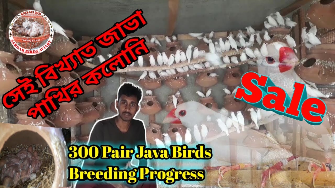 300 Pair Java Birds Breeding Progress.|| সেই বিখ্যাত জাভা পাখির কলোনি।|| For Sale.
