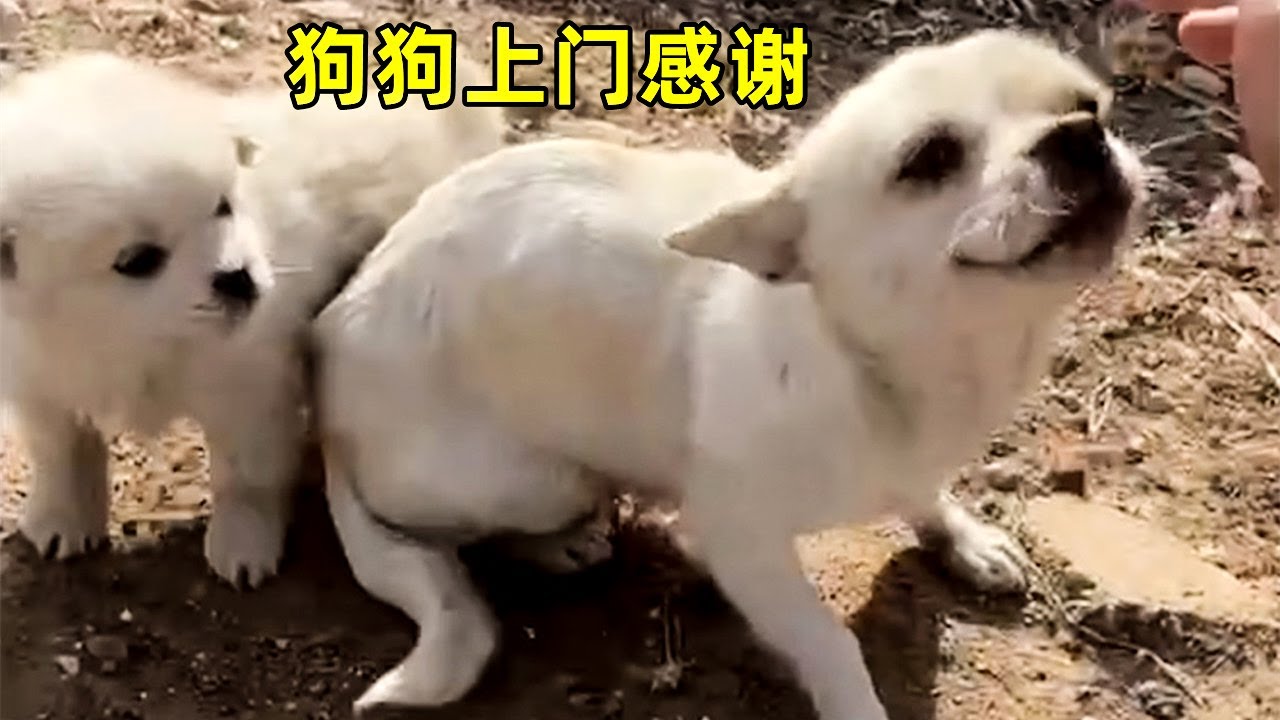 小伙救了流浪狗妈妈一命，第二天狗狗特意上门道谢，开启了一段感人的故事