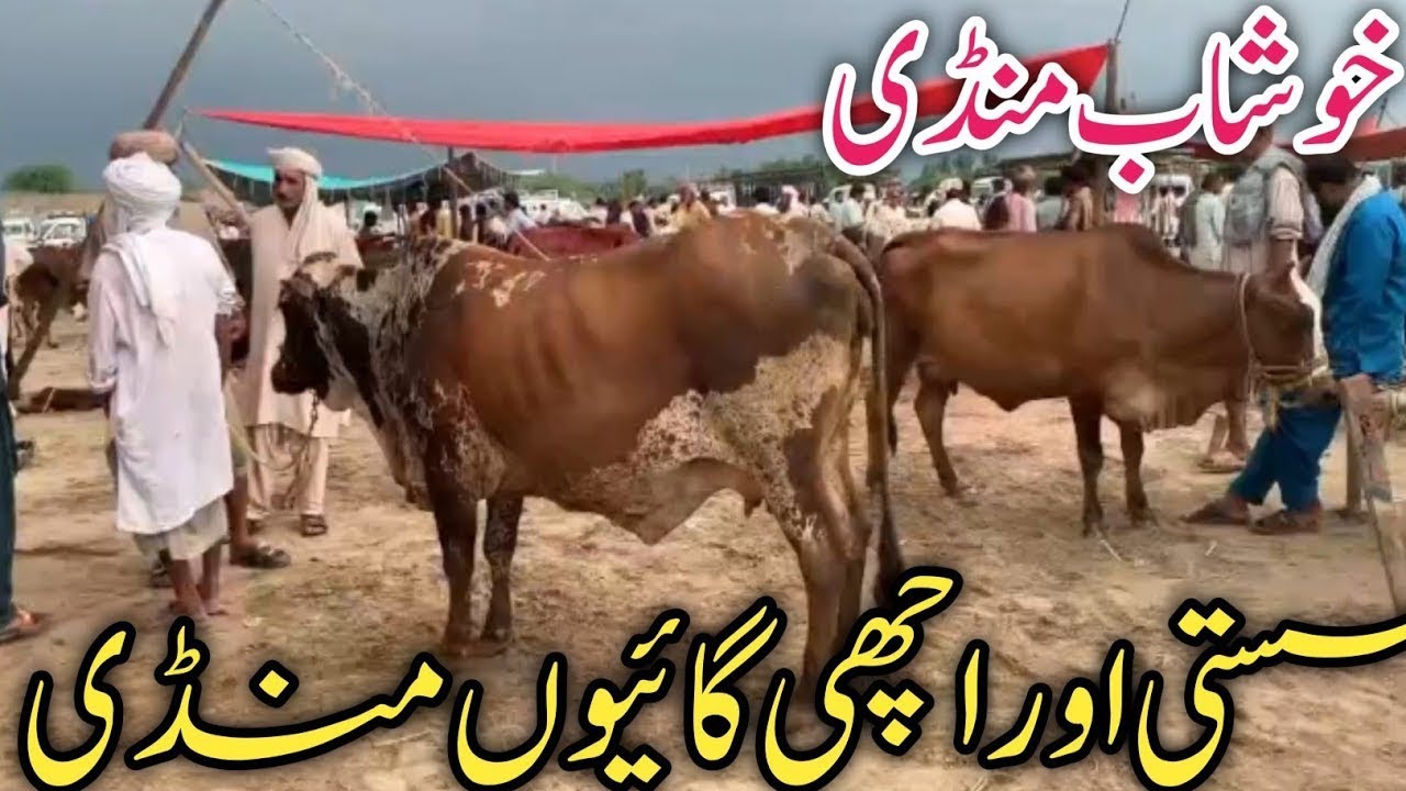 Khushab cow Mandi Australian Frezian Cholistani Sahiwal cross breed cows review !Ali Best