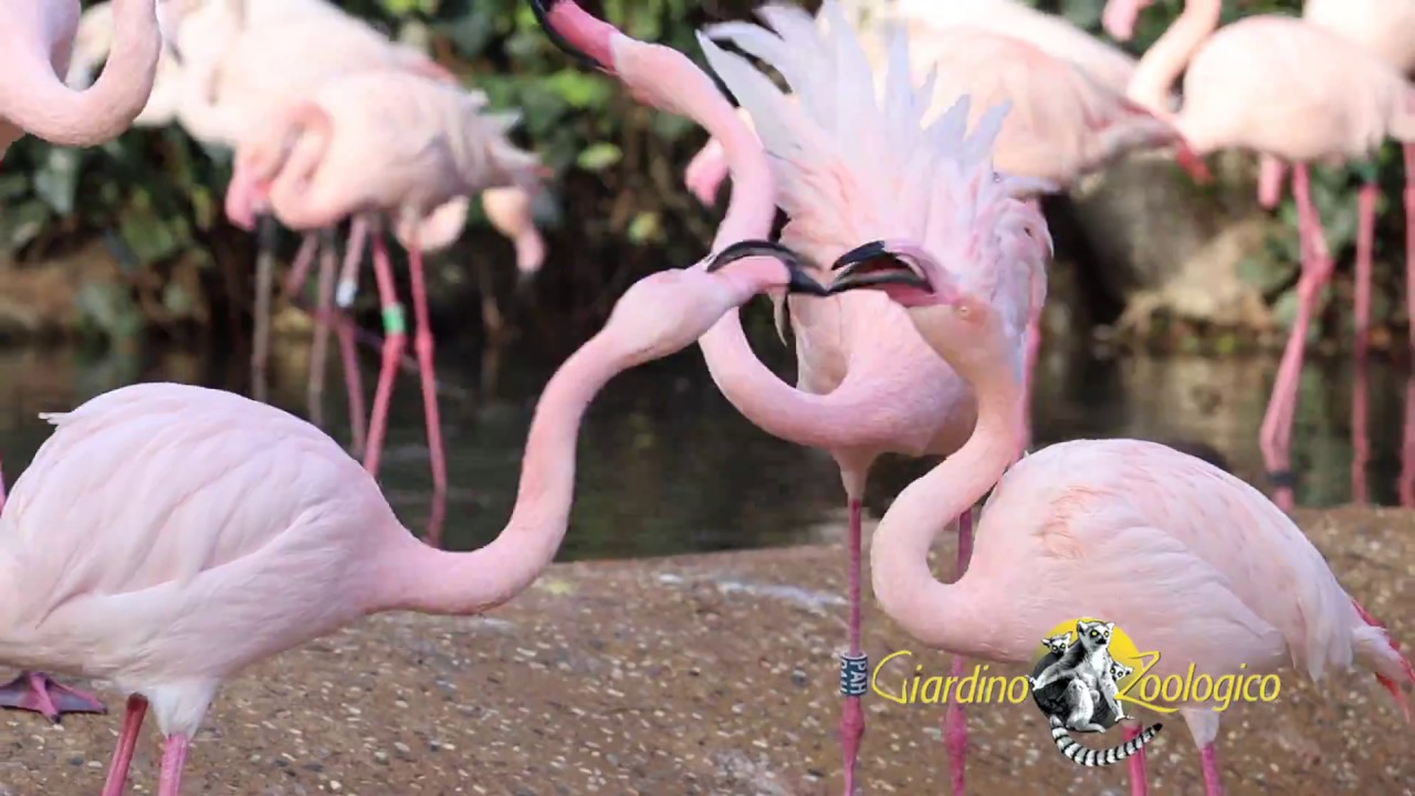 Incontra 400 animali in un solo giorno