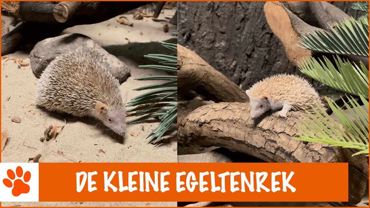 Dit is eigenlijk helemaal geen egel! | DierenpraatTV