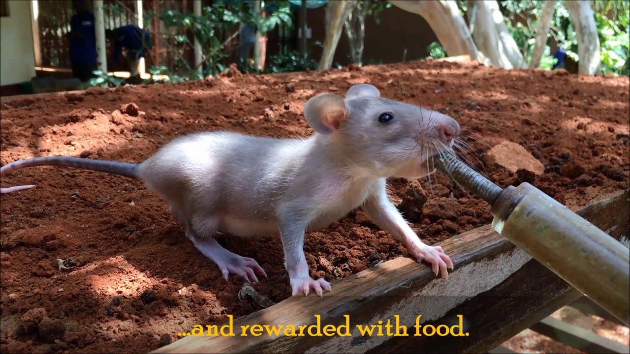 How to train a HeroRAT