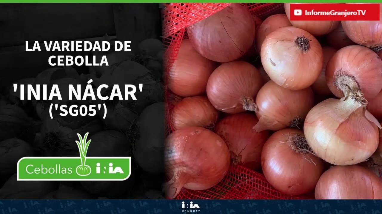Hablamos con Daniel Topetti Prod. de San Antonio y multiplicador de variedades hortícolas de INIA