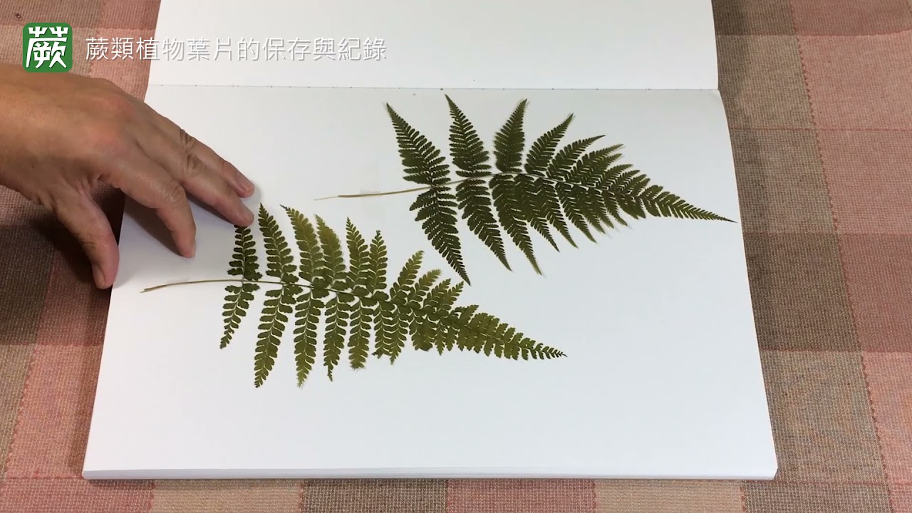 02蕨類植物的科學繪圖_蕨類植物葉片的保存與紀錄