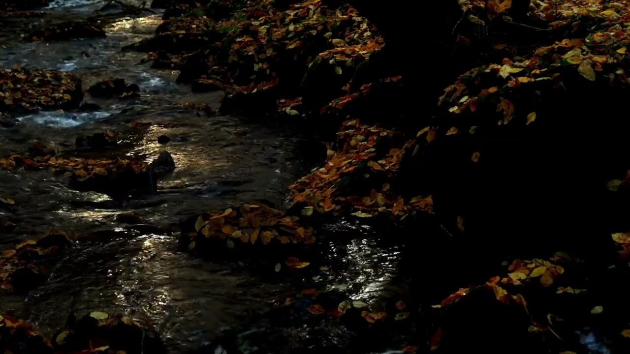 Relaxing Babbling Brook - 1 Hour Nature Scene (No Audio)