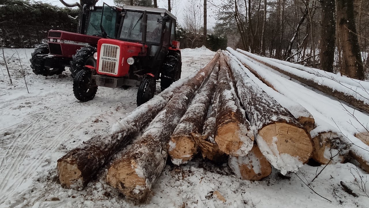 Надеваем цепи на Ursus C360🔥 КРАСИВЫЙ ЗВУК ЗДОРОВЬЯ URSUS 🔥Action forest🔥