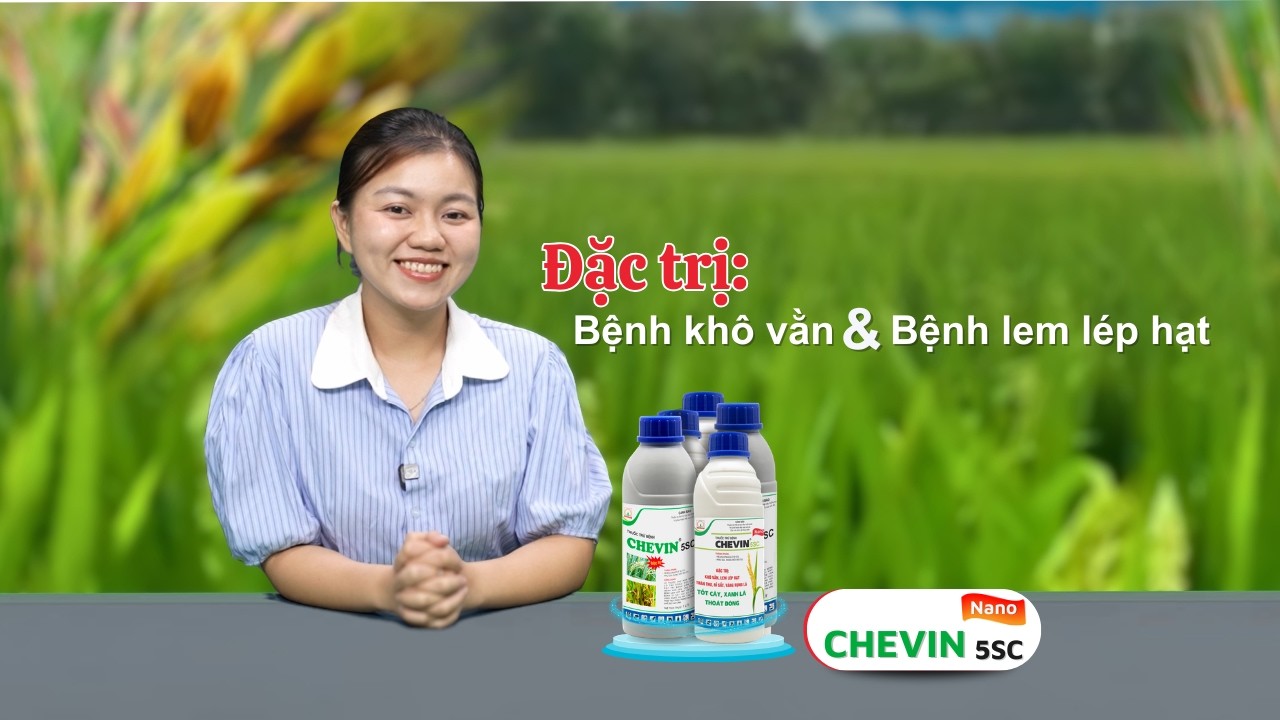 #29 CHEVIN 5SC Trị Khô Vằn, Lem Lép Hạt Lúa Làm Đòng Hiệu Quả