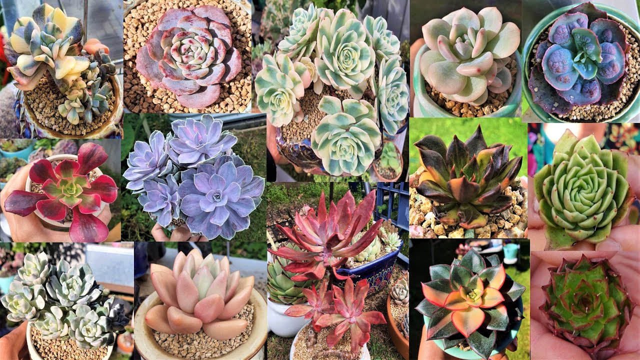 Amazing FREE PLANT HAUL /17 Beautiful & Rare Succulents - Layna Le Collection | GSwLK