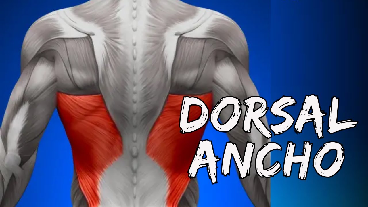 10# Dorsal Ancho - Anatomía funcional para el GYM (Origen, Inserción, Función y ¿HACERLO EN CASA?)
