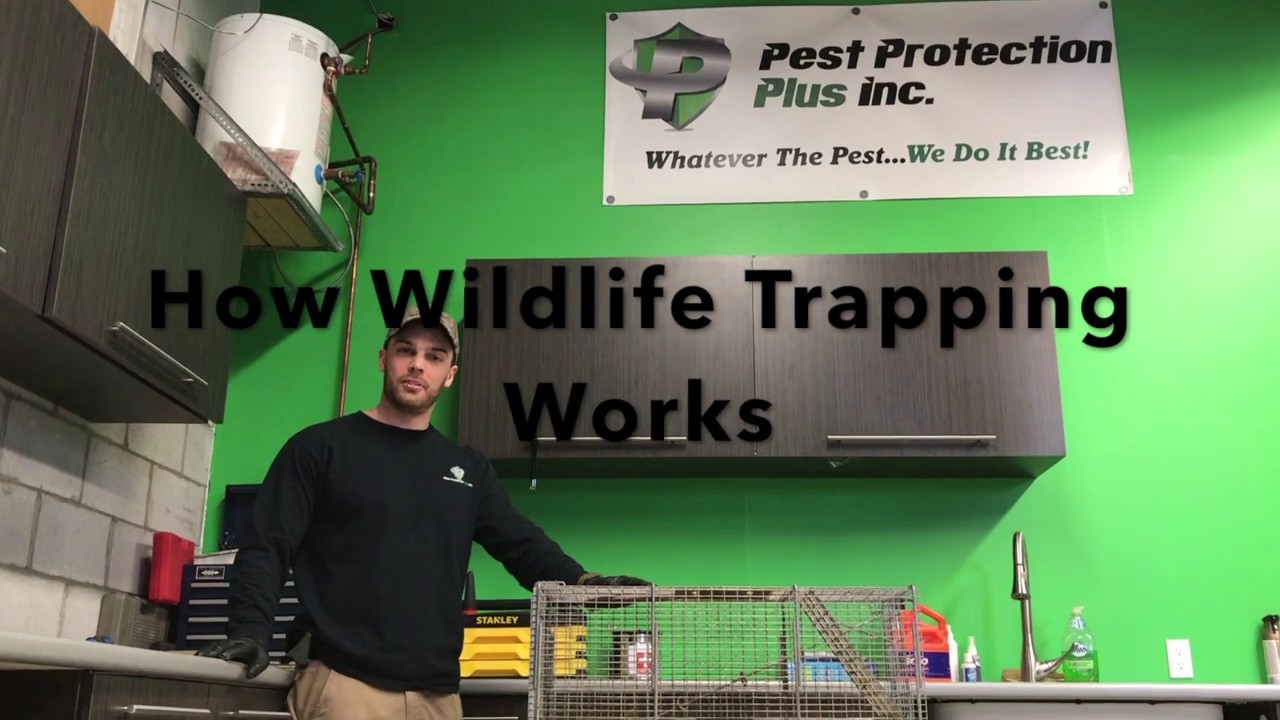 How Wildlife Trapping Works