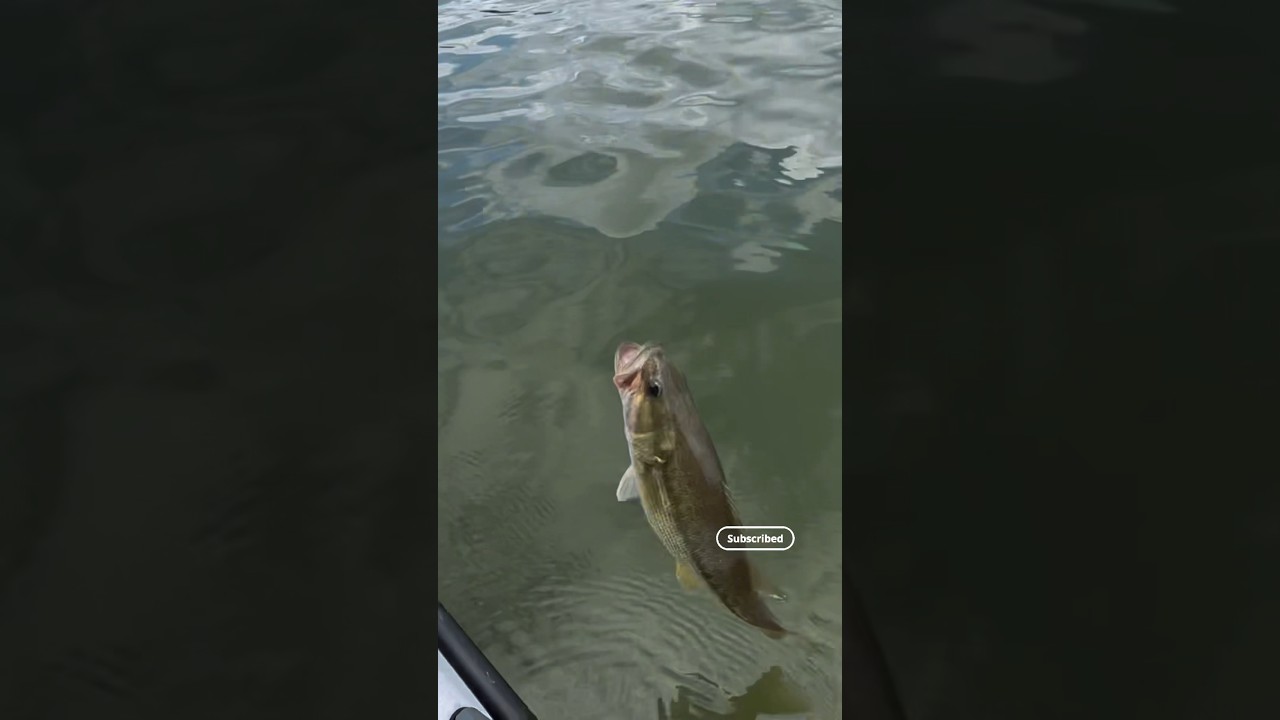 Bass tournament release! 