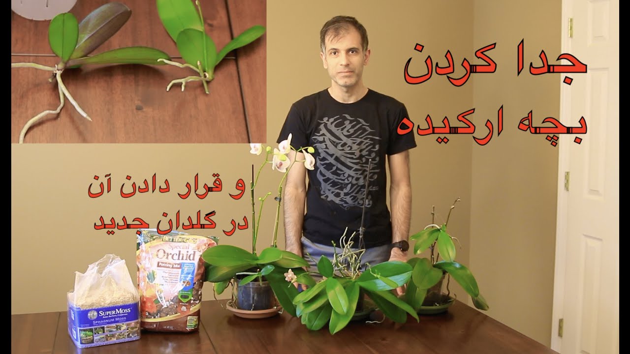 تکثیر گل ارکیده - جدا کردن بچه ارکیده و کاشتن آن در گلدان جدا