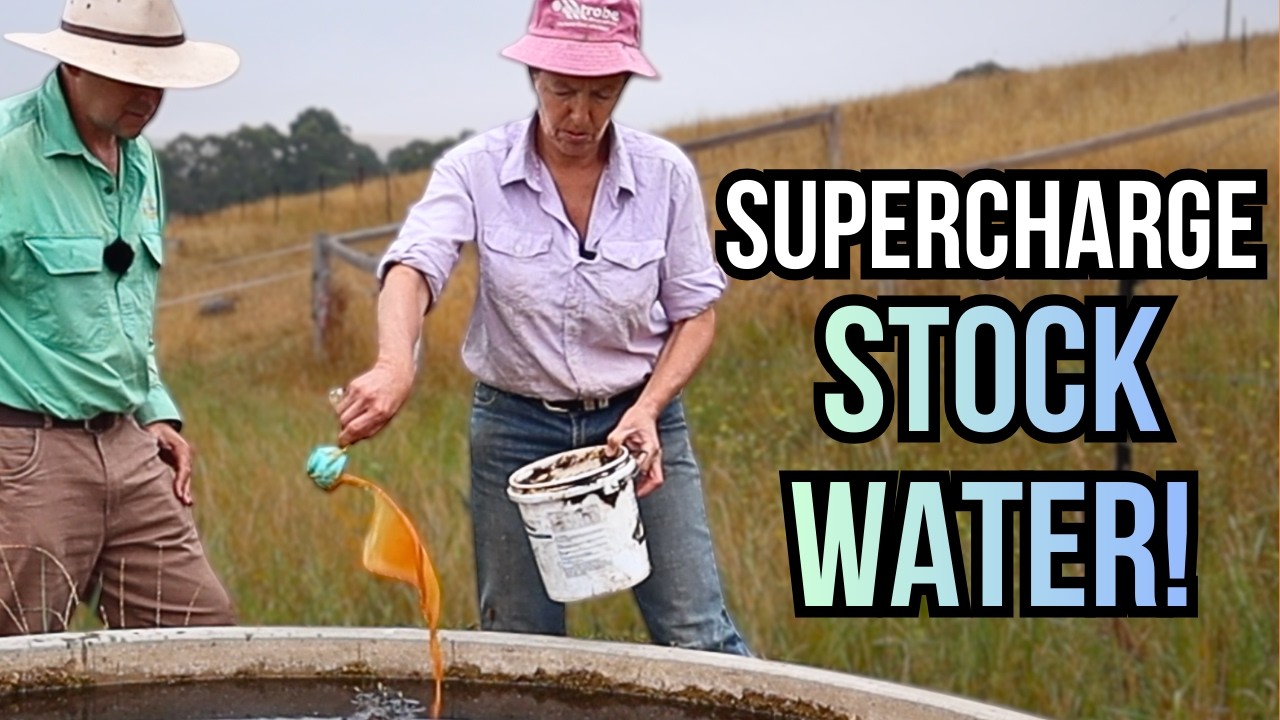 Lactic Acid Bacteria for Cattle Water Explained