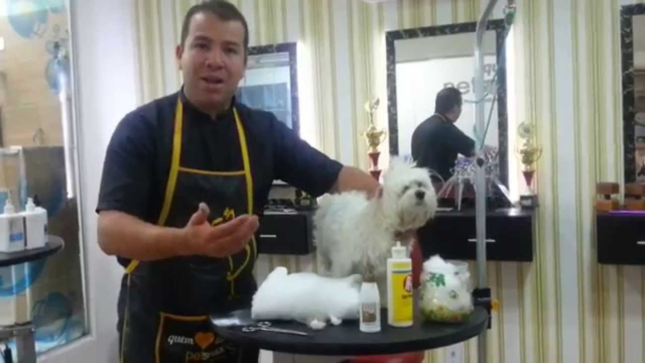 Depilar o ouvido ou não  By Miguel Tomé Professional Groomer