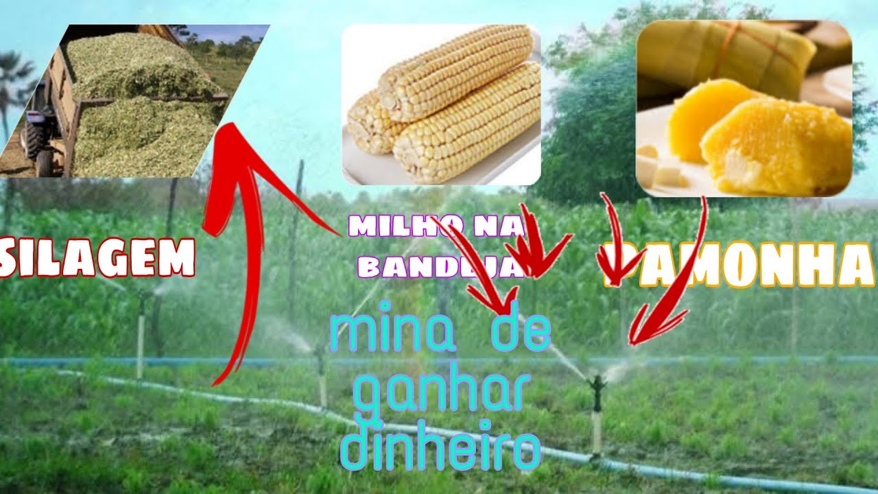 Milho verde irrigado dá lucro🌽? (dicas de como fazer dinheiro com produção de milho Verde)
