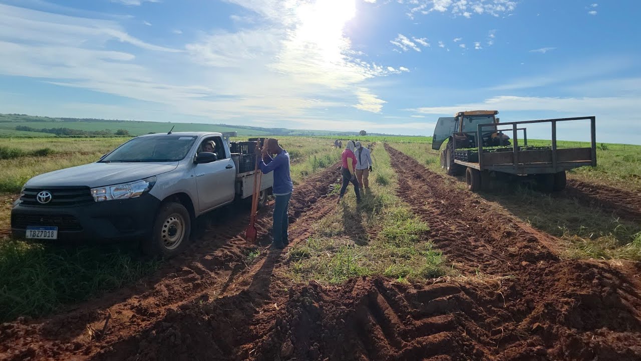 MAIS DE 50% DA ÁREA PLANTADA || IRRIGAÇÃO BEM AVANÇADA 
