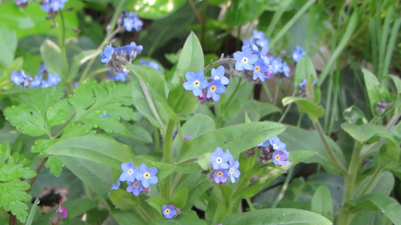 Meet the Forget Me Not Flower