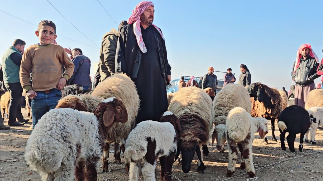 سوق الغنم في سلقين : ١٥ ديسمبر ٢٠٢٤ أسعار اللحم والغنم والفطايم والخراف والماعز