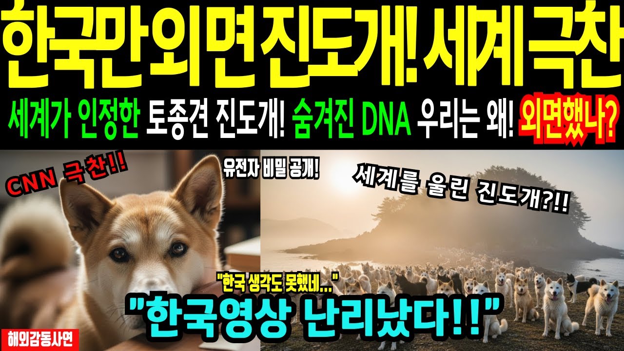 [충격] 세계 1위 충성심 진도개, 한국만 몰랐던 기적 사연