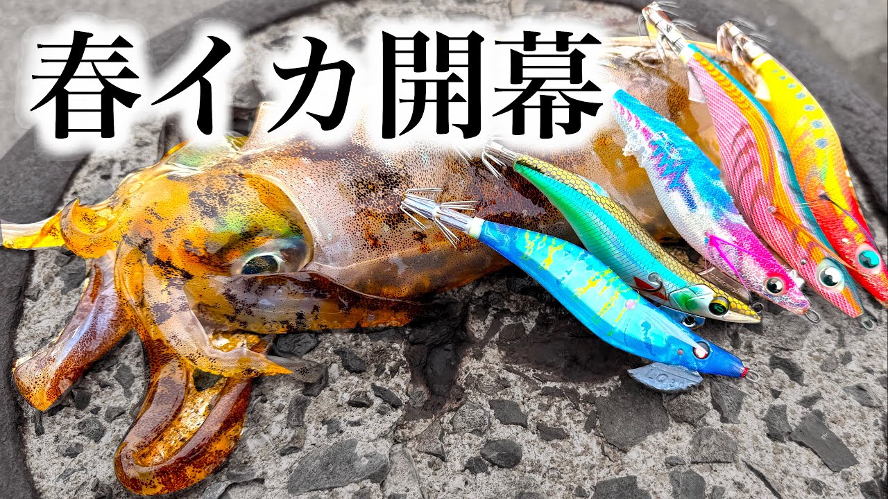 【春イカ】春イカシーズン開幕か！デイエギングでハルイカ調査！