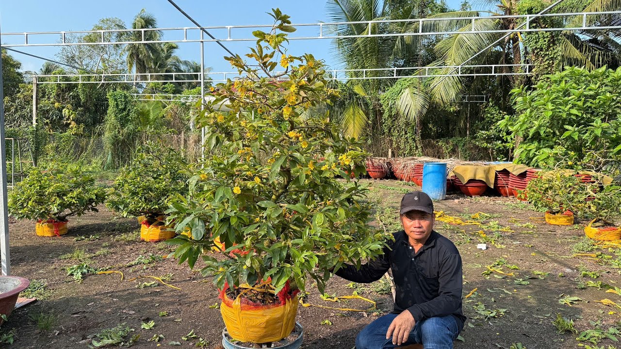 MAI GIẢO TÂN CHÂU  04/3/2026 (#O967574739 HÙNG ) Giảo Tân Châu  -  @bonsai Can Tho