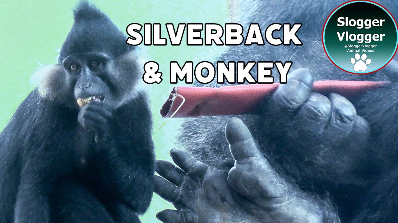When A Mangabey Eyes A Gorilla Snacks