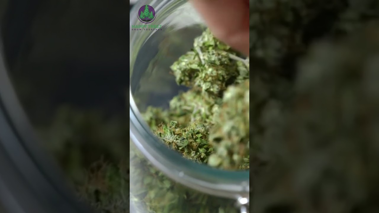Unraveling the Aromatic Symphony: Cannabis Terpene Profile Revealed 🌿
