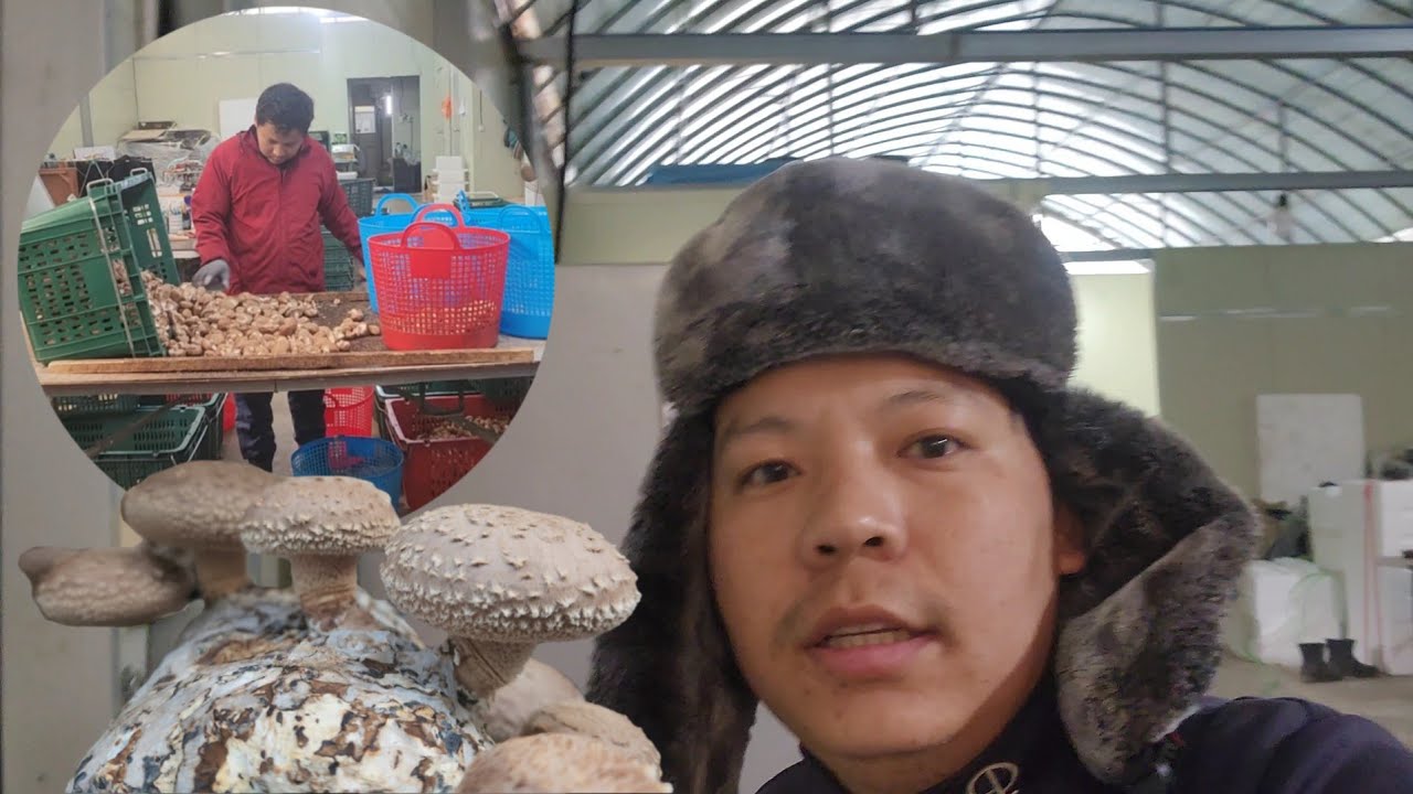 Mushroom farming in korea. #퍼섯 농장 #agricultureworker ##epskorea #nepaliworkers 