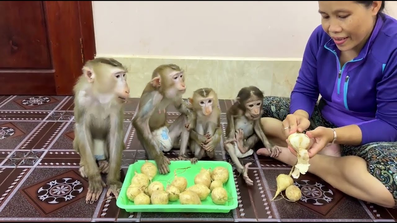 4 Siblings Sit Very Obediently Waiting Mom To Slice Jicama For Them To Eat Very Mouth Watering,