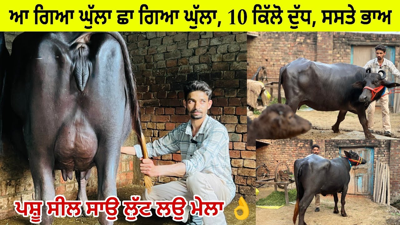 ਆ ਗਿਆ ਘੁੱਲਾ, 3 ਮੱਝਾਂ ਵਿਕਾਉ ਸੂਈਆਂ/ ਮੁੱਲ ਮੁਫਤ ਵਰਗੇ ਲੁੱਟ ਲਉ ਮੇਲਾ 👌/ ਐਮਾਂ/ਝਬਾਲ ਤਰਨਤਾਰਨ 