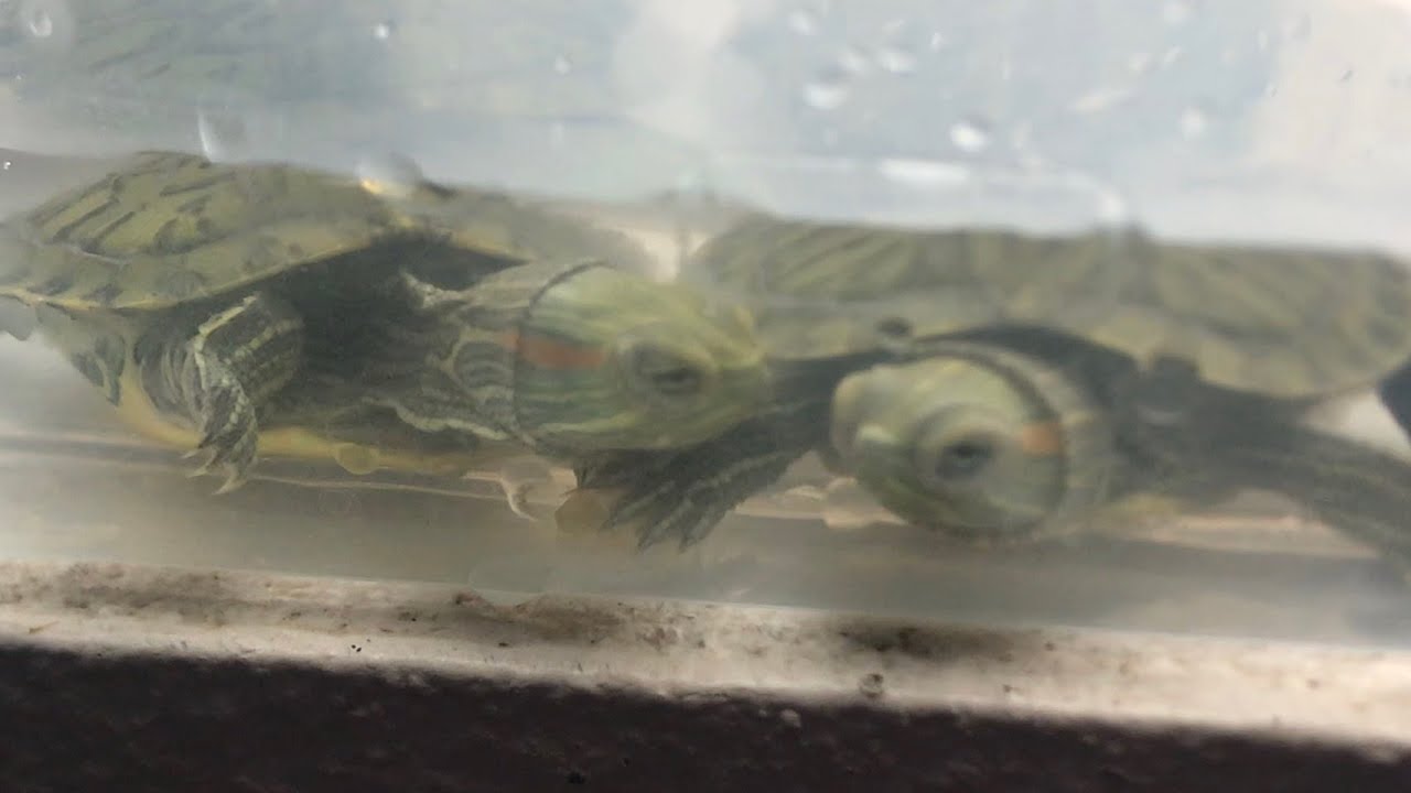 Cách để nuôi rùa Tai Đỏ từ baby đến trưởng thành. | Video chia sẻ kinh nghiệm nuôi rùa Tai Đỏ. 💖🐢