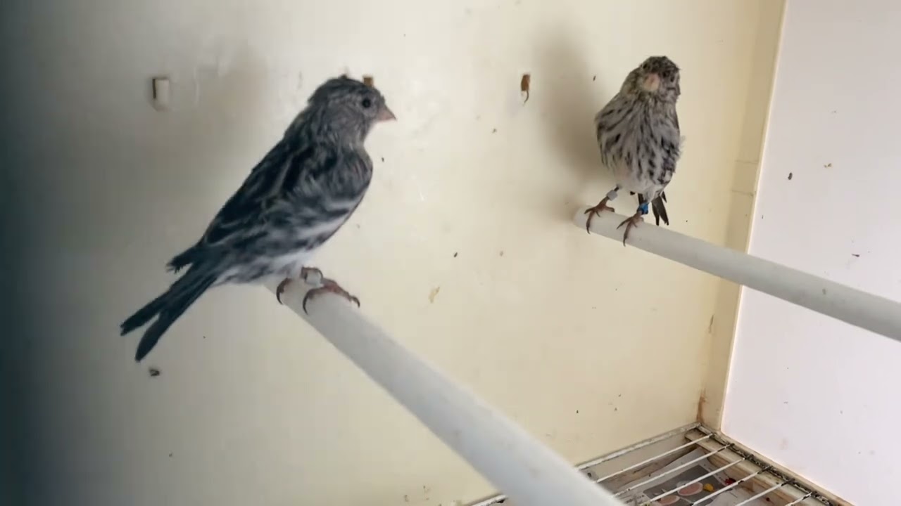 July in the birdroom